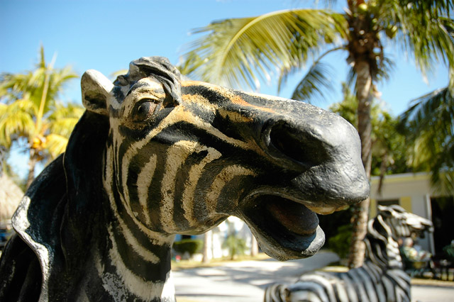 Zebra II